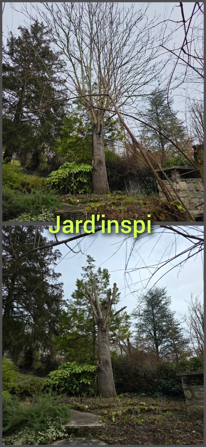 Photo de chantier Jard-inspi dans les Yvelines : élagage, taille, entretien, remise en état