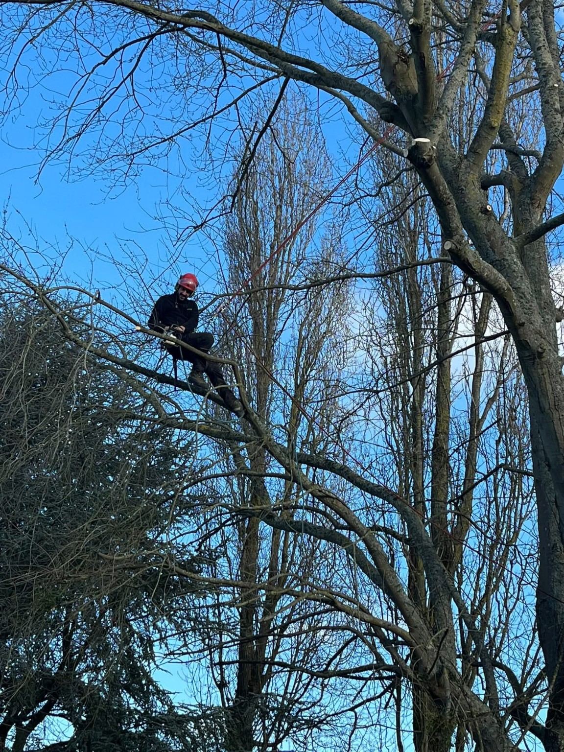 Photo de chantier Jard-inspi dans les Yvelines : élagage, taille, entretien, remise en état