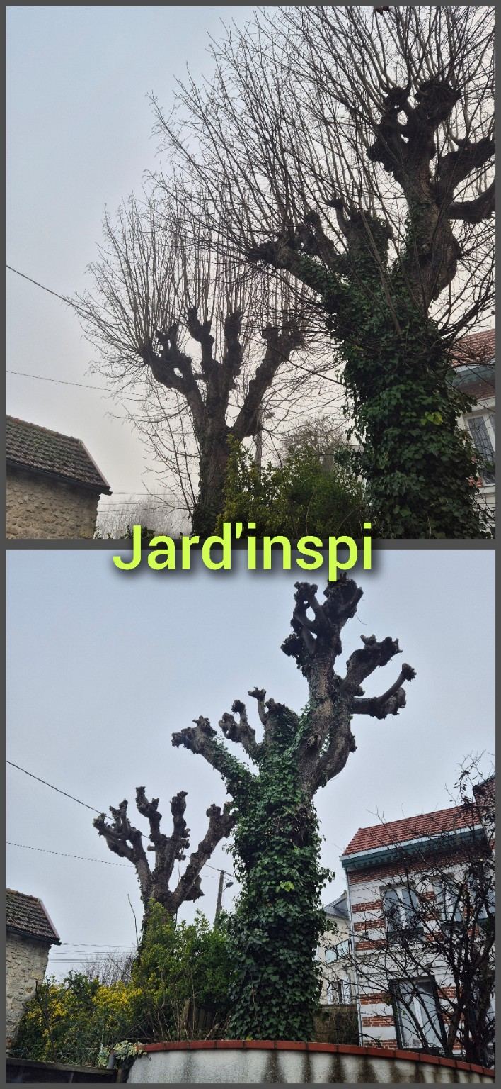 Photo de chantier Jard-inspi dans les Yvelines : élagage, taille, entretien, remise en état