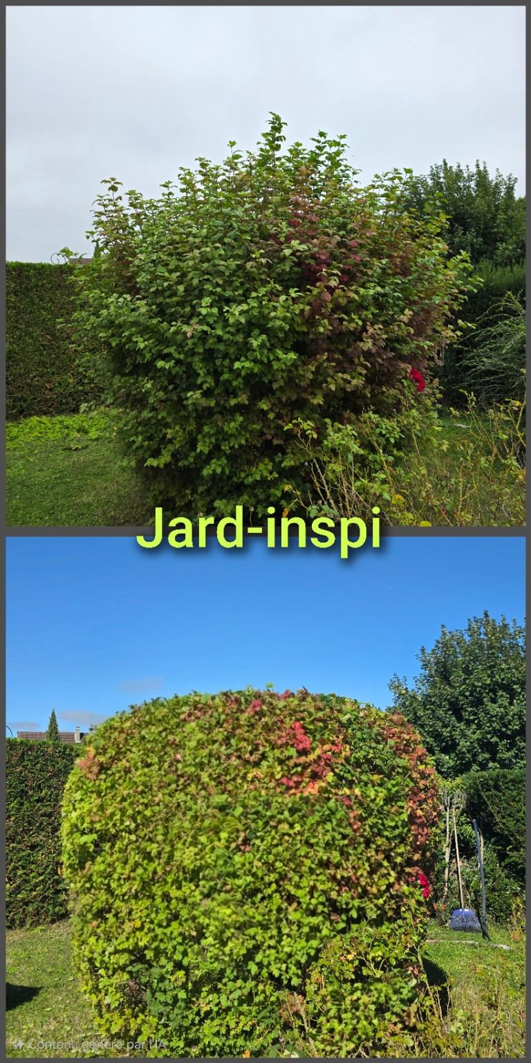 Photo de chantier Jard-inspi dans les Yvelines : élagage, taille, entretien, remise en état